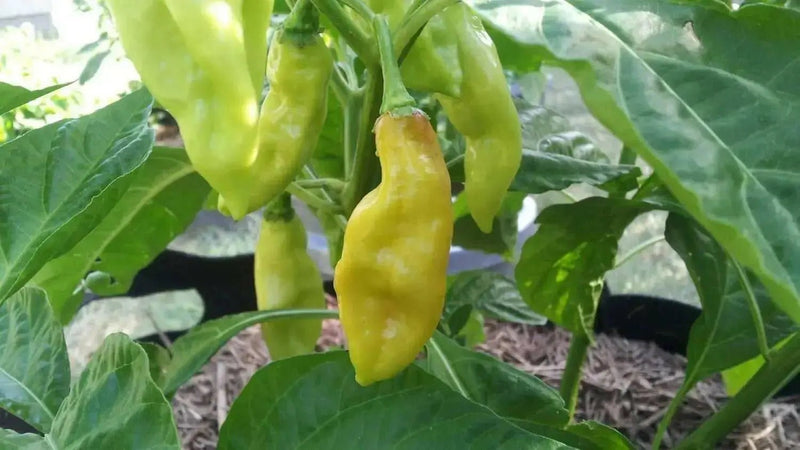 Trinidad pimento peppers Seeds, (Capsicum chinense) Caribbean SEASONING PEPPER - Caribbean garden seed