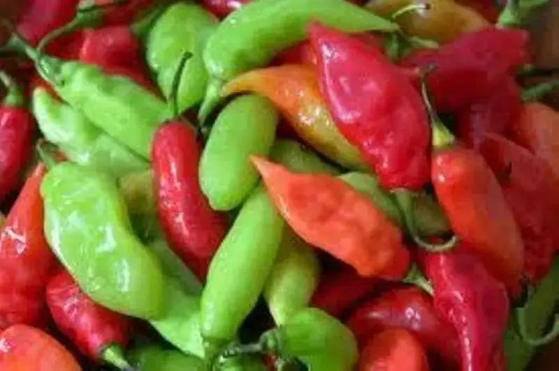 Trinidad pimento peppers Seeds, (Capsicum chinense) Caribbean SEASONING PEPPER - Caribbean garden seed