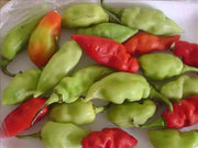 Trinidad pimento peppers Seeds, (Capsicum chinense) Caribbean SEASONING PEPPER - Caribbean garden seed