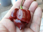 Trinidad Scotch Bonnet Brown ,Hot Peppers Seeds, Capsicum Chinense - Caribbean garden seed