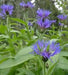 Perennial Cornflower Seeds - Montana, Mountain Cornflower ! - Caribbeangardenseed