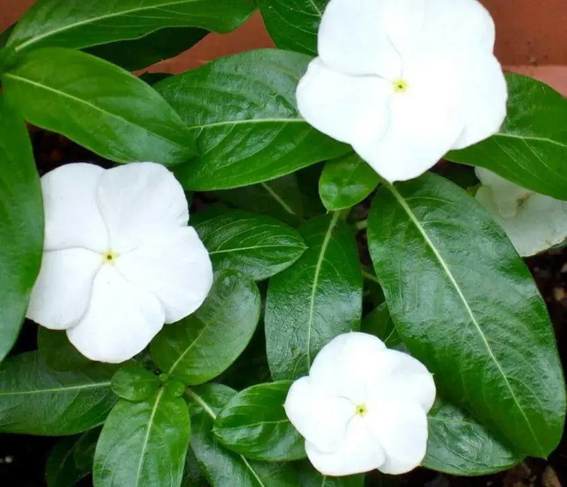 Periwinkle seed | white Vinca - Annual flowers - Caribbean garden seed