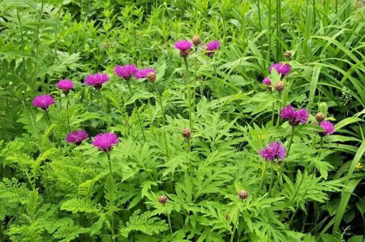 Persian Bachelor's Button Seed, (Centaurea Dealbata) Perennial - Caribbeangardenseed