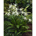 Peruvian Daffodil Bulbs (14/16 cm) sweet fragrance,Hymenocallis narcissiflora, - Caribbeangardenseed