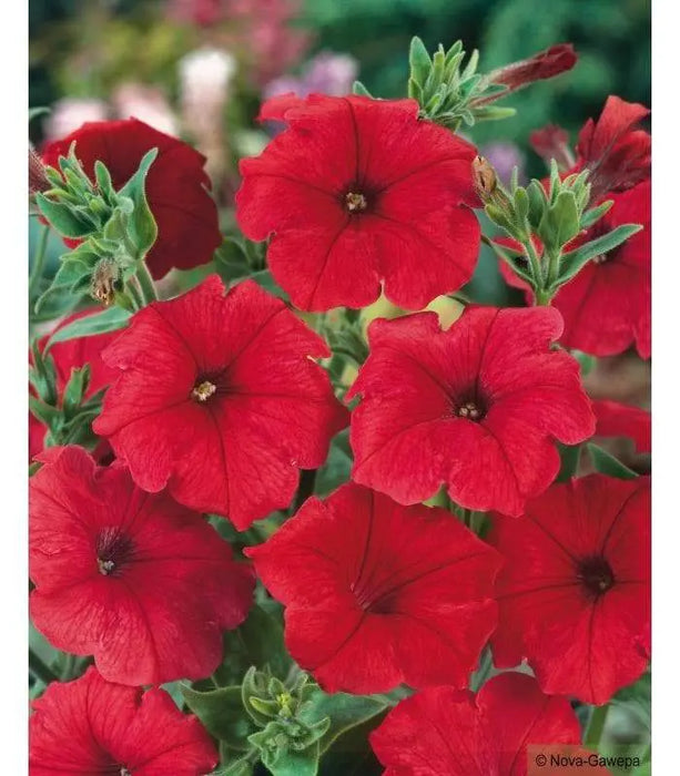 Petunia flowers seed, Fire Chief, Fragrant, Groundcover - Caribbeangardenseed