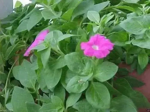 Petunia  Seeds - Wild Petunia - Great in hanging and planters. Perennial - Caribbean garden seed