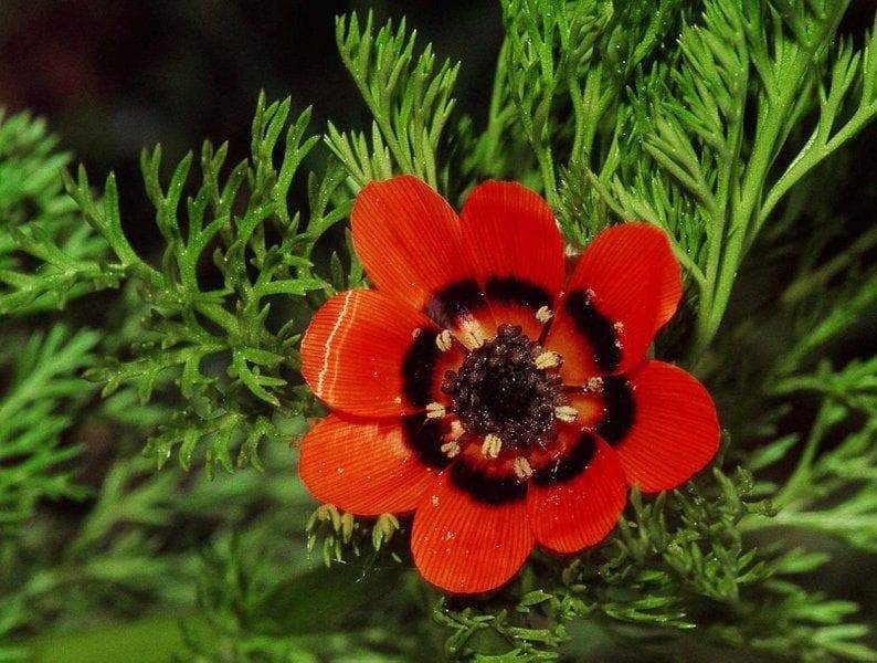 Pheasant's Eye ,Adonis Aestivalis, Wildflower Seeds - Caribbeangardenseed