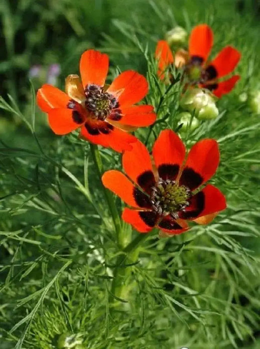 Pheasant's Eye ,Adonis Aestivalis, Wildflower Seeds - Caribbeangardenseed