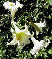 Philippine Lily SEEDS - Lilium philippinense - Caribbean garden seed