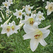 Philippine Lily SEEDS - Lilium philippinense - Caribbean garden seed
