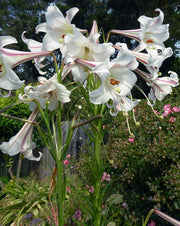 Philippine Lily SEEDS - Lilium philippinense - Caribbean garden seed