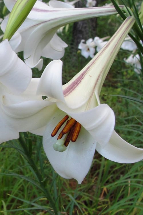 Philippine Lily SEEDS - Lilium philippinense - Caribbean garden seed
