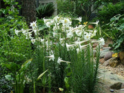 Philippine Lily SEEDS - Lilium philippinense - Caribbean garden seed