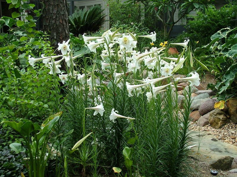Philippine Lily SEEDS - Lilium philippinense - Caribbean garden seed