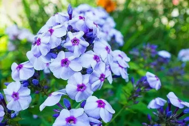 PHLOX ‘Blue Boy’(Plant/ Root) Summer Phlox - Caribbean garden seed