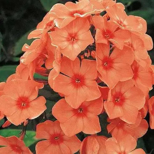 Phlox ‘Orange Perfection’ (Plant/ BareRoot) , Perennial Shrub - Caribbean garden seed