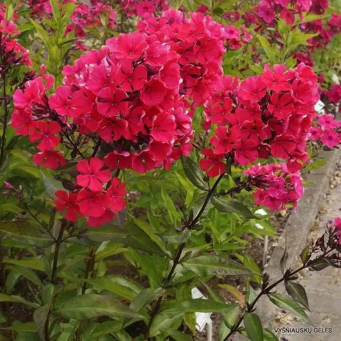 Phlox Starfire (Plant/ BareRoot) Red Flowers, Perennial Shrub - Caribbeangardenseed