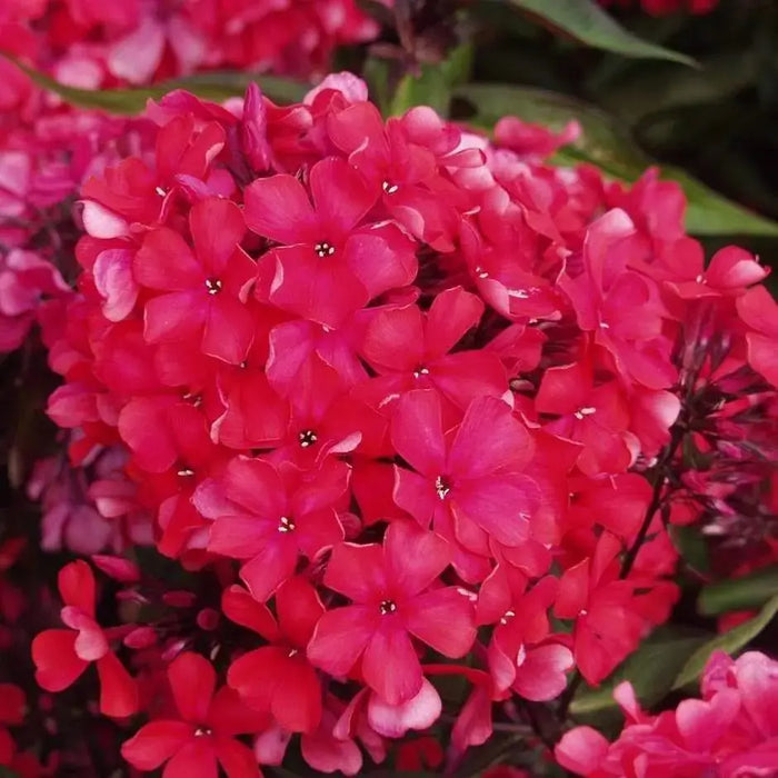 Phlox Starfire (Plant/ BareRoot) Red Flowers, Perennial Shrub - Caribbeangardenseed