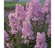 Phlox‘Natascha’(Plant/ Root) Summer Phlox - Caribbean garden seed