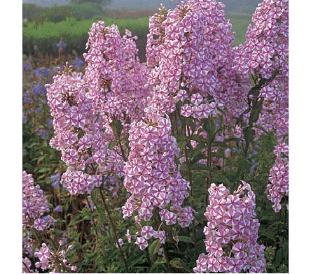 Phlox‘Natascha’(Plant/ Root) Summer Phlox - Caribbean garden seed