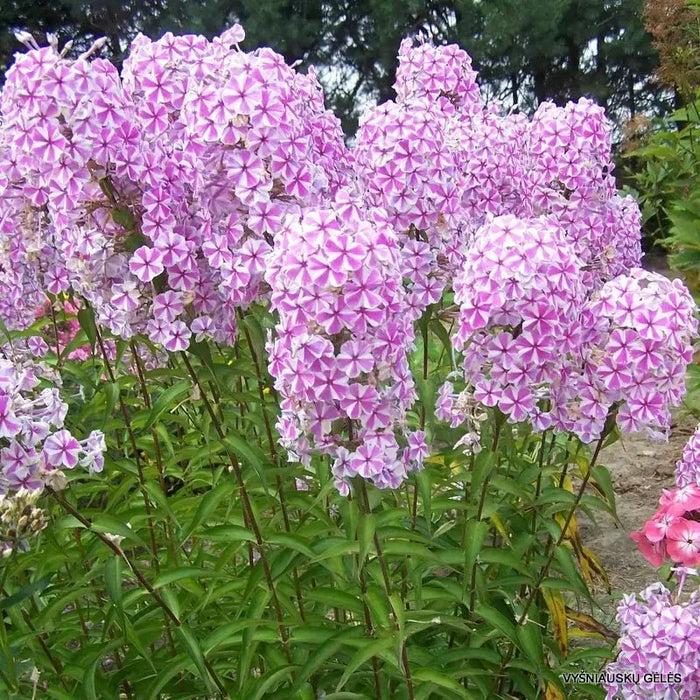 Phlox maculata ‘Natascha’(Plant/ Root) Summer Phlox - Caribbeangardenseed