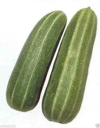 Pickling Melon Seeds "Green Stripe" (Cucumis melo var conomom) Asian Vegetable - Caribbeangardenseed