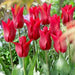 Pieter de leur lily flowering ( Bulbs) NOW SHIPPING - Caribbean garden seed