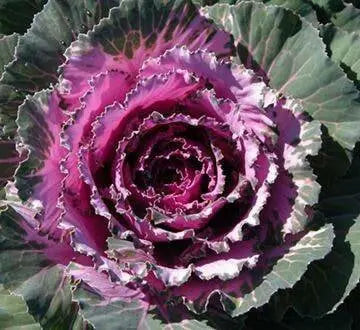 Pigeon Red Ornamental Cabbage SEEDS (Brassica Oleracea) ANNUAL - Caribbean garden seed