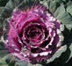 Pigeon Red Ornamental Cabbage SEEDS (Brassica Oleracea) ANNUAL - Caribbean garden seed