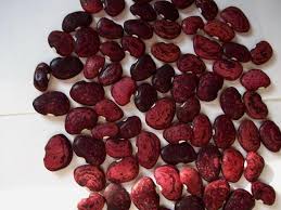 Piloy Amarillo Bean Seeds - Yellow Pole Bean from Guatemala - Caribbean garden seed