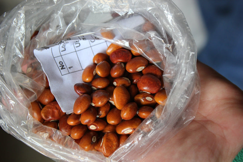 Piloy Amarillo Bean Seeds - Yellow Pole Bean from Guatemala - Caribbean garden seed