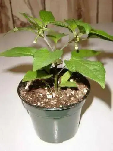 Pimiento elite Sweet Pepper (LIVE STARTER PLANT) Capsicum annuum - Caribbean garden seed