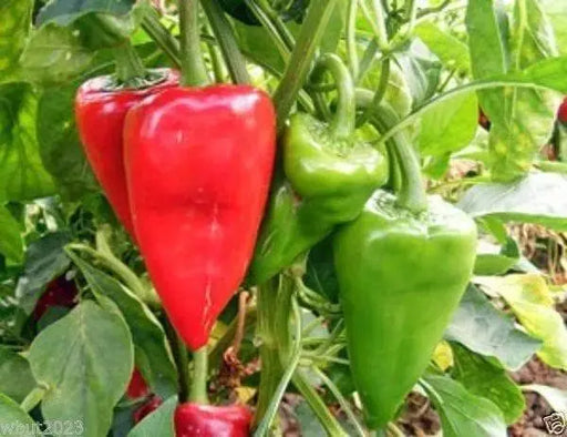 SWEET PIMIENTO Peppers Seeds Sweet,Spicy,Heirloom - Caribbeangardenseed