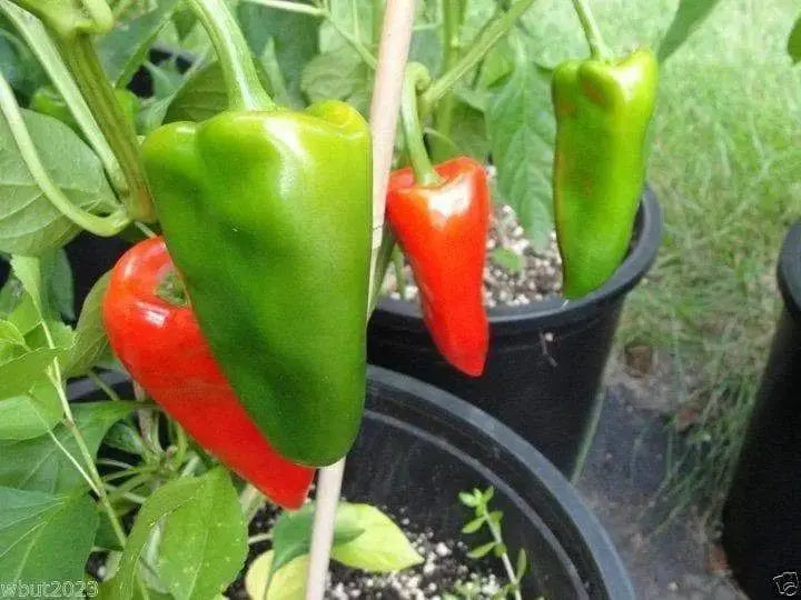 SWEET PIMIENTO Peppers Seeds Sweet,Spicy,Heirloom - Caribbeangardenseed