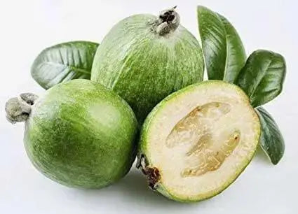 Pineapple Guava  SeedS (Acca sellowiana) Fruit Tree Shrub-Perennial ! - Caribbean garden seed