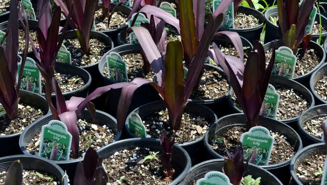 Pineapple Lily 'COCO' (Eucomis Bulb,Elegant,Tropical . - Caribbean garden seed