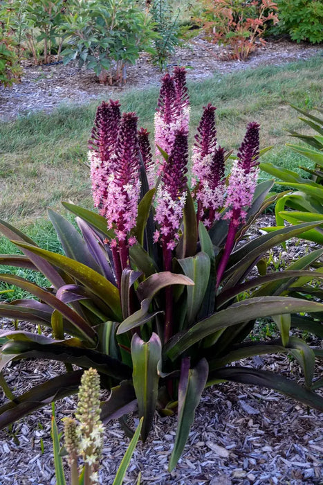 Pineapple Lily 'COCO' (Eucomis Bulb,Elegant,Tropical . - Caribbeangardenseed