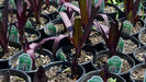 Pineapple Lily 'COCO' (Eucomis Bulb,Elegant,Tropical . - Caribbeangardenseed