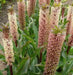 Pineapple Lily Tugela Gem, Bulbs,TROPICAL FLOWERS - Caribbean garden seed