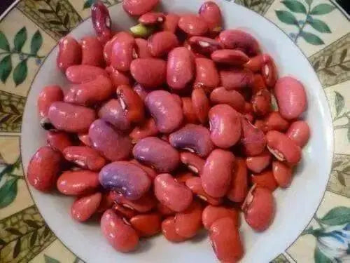 PINK BEANS SEEDS, (Habichuelas Rosadas,)BUSH BEAN - Caribbean garden seed