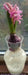 Pink Hyacinth Bulb Forcing Kit - Clear Glass Vase with Pink Hyacinth Bulb - Caribbean garden seed