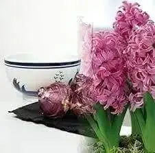 Pink Hyacinth .Indoor Growing Kit ,3 Bulbs with Delft Ceramic Bowl - Caribbeangardenseed