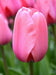 Tulip Pink Impression ( Bulbs) FALL PLANTING - Caribbeangardenseed