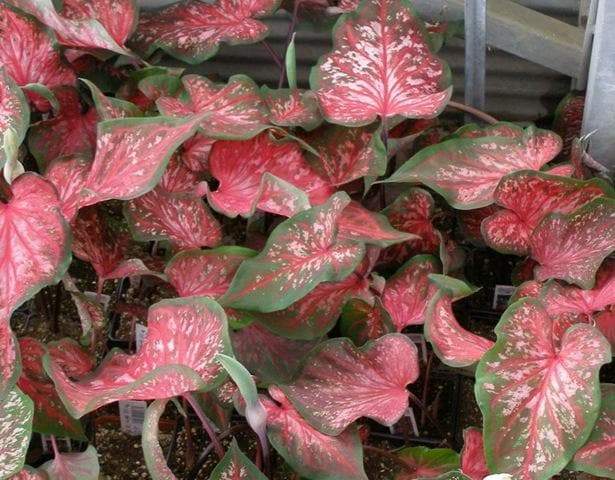 Pink Lance Whorton Strap Leaf Caladium - Caribbeangardenseed