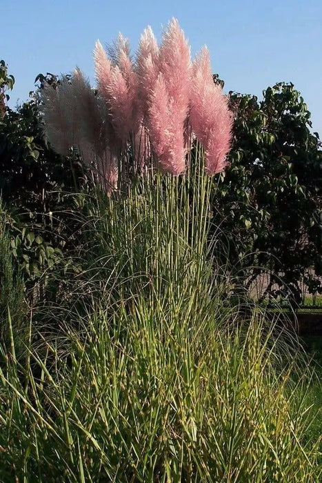 Pink Pampas Grass ,fast growing  Ornamental Grass Seeds - Caribbean garden seed