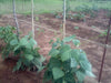 Pinto Bean Seeds ,Grow Pinto beans - Caribbeangardenseed