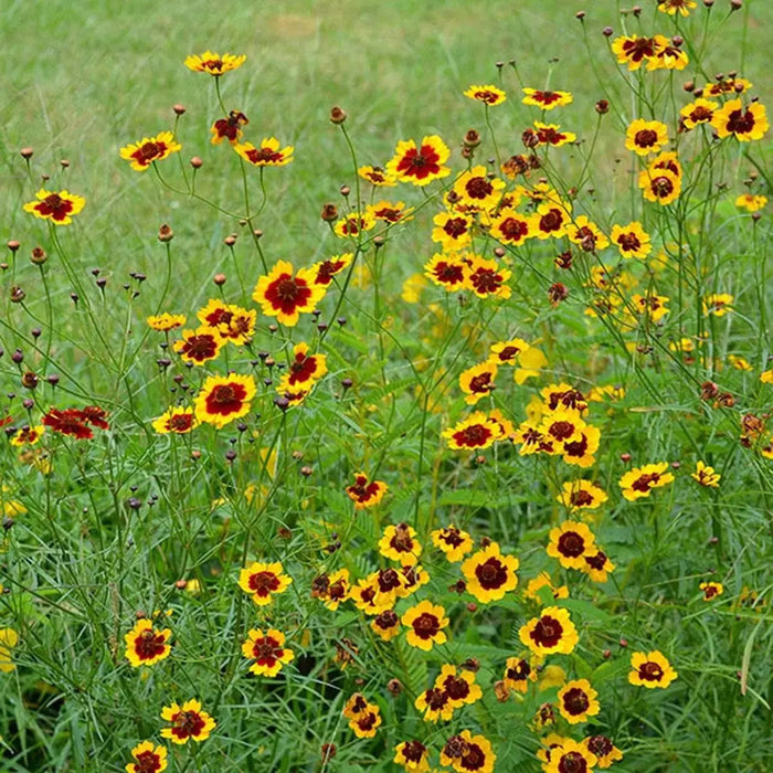 Coreopsis, Plains (Coreopsis tinctoria) Flowers seed ,TALL Tickseed, - Caribbeangardenseed