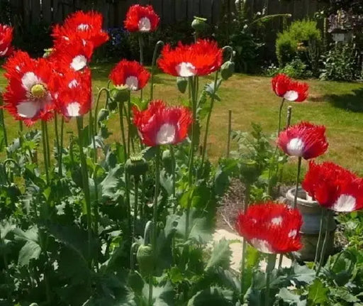 poppy danish flag flower, Annual Wildflower Seed - Caribbeangardenseed