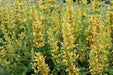 Poquito Butter Yellow (LIVE STARTER PLANTS) Dwarf Hummingbird Mint or Hyssop - Caribbean garden seed