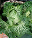 Portuguese Kale Seeds (Couve tronchuda) Portuguese Cabbage - Caribbeangardenseed